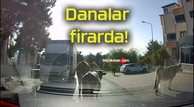 Danalar firarda!