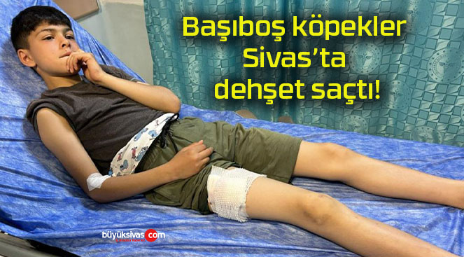 Başıboş köpekler Sivas’ta dehşet saçtı!