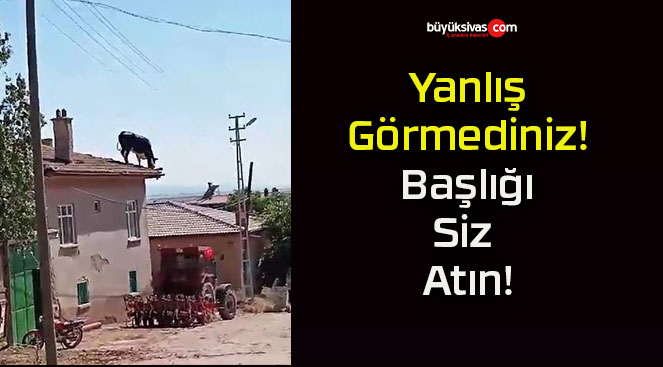 Kurbanlık büyükbaş hayvan çatıya çıktı!