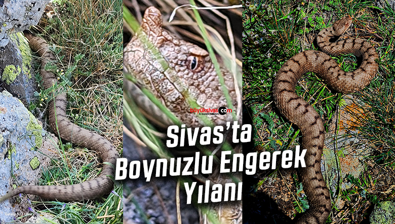 engerek
