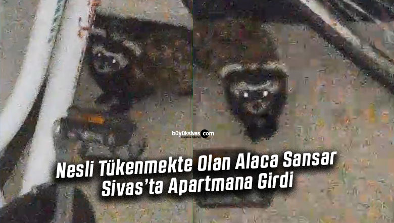 Sivas Danişmentgazi Mahallesi’nde Alaca Sansar Apartmana Girdi