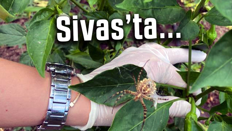 Nadir görülüyordu Sivas’ta kendini göstermeye başladı