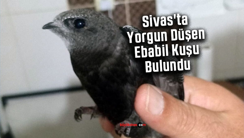 ebabil kuşu