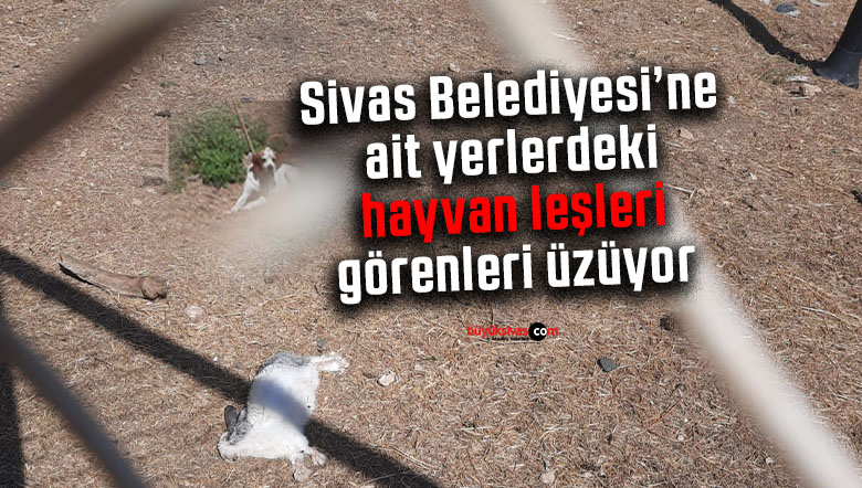 Sivas Belediyesi hayvanlara da gereken ilgiyi göstermiyor