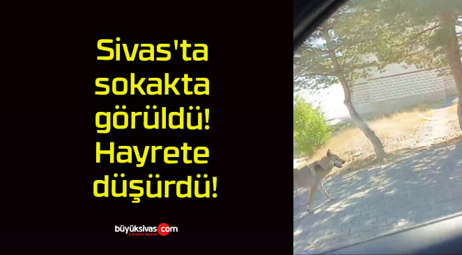 Sivas’ta sokakta görüldü! Hayrete düşürdü!