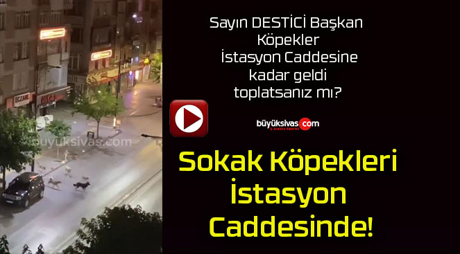 Sokak Köpekleri İstasyon Caddesinde!