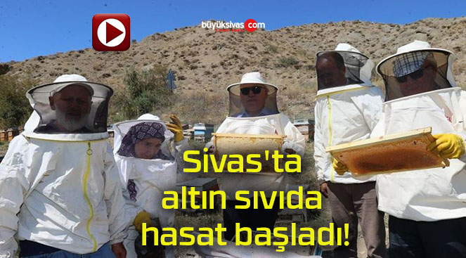 Sivas’ta altın sıvıda hasat başladı!