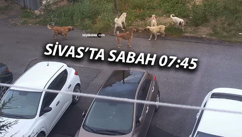 Mevlana Vali Zübeyir Kemelek Ortaokulu Mevkiinde Köpek Sorunu