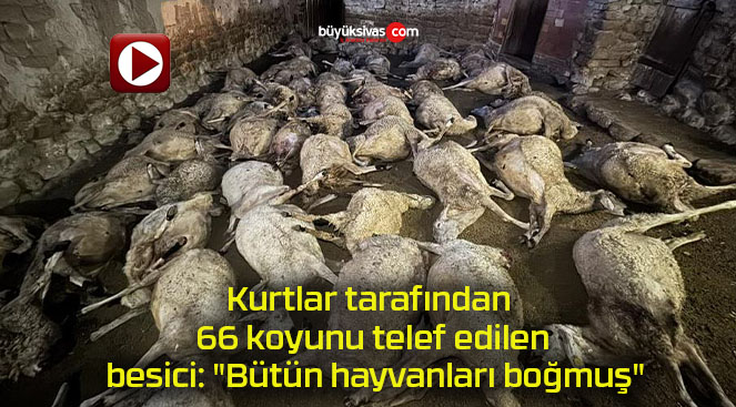 Kurtlar tarafından 66 koyunu telef edilen besici: “Bütün hayvanları boğmuş”