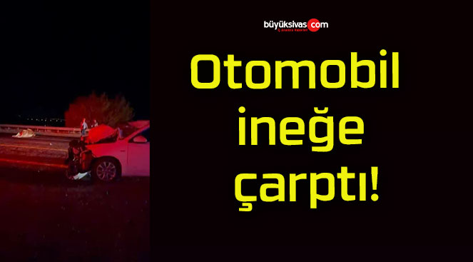 Otomobil ineğe çarptı!