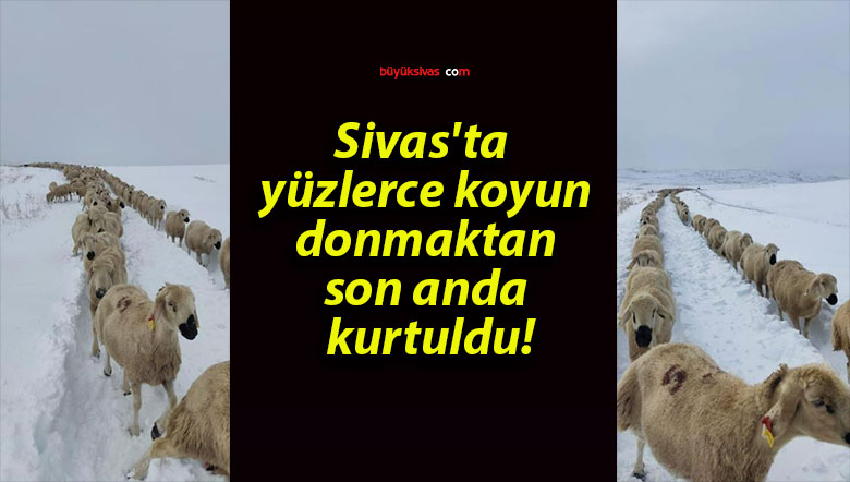 Sivas’ta yüzlerce koyun donmaktan son anda kurtuldu!