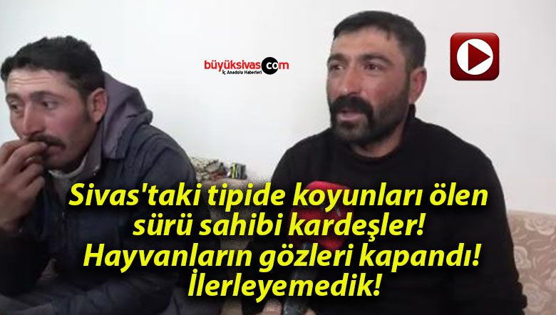 Sivas’taki tipide koyunları ölen sürü sahibi kardeşler! Hayvanların gözleri kapandı! İlerleyemedik!