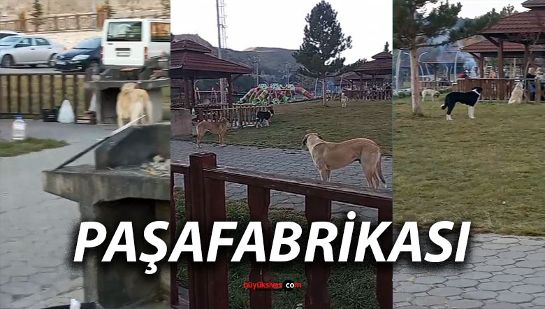 Paşafabrikası Piknik Alanında Sokak Köpekleri Endişe Yarattı