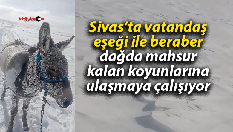 Sivas’ta vatandaş eşeği ile beraber dağda mahsur kalan koyunlarına ulaşmaya çalışıyor!