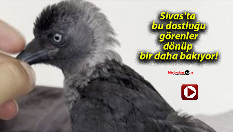 Sivas’ta bu dostluğu görenler dönüp bir daha bakıyor!