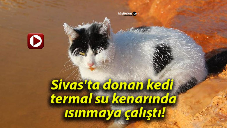 Sivas’ta donan kedi termal su kenarında ısınmaya çalıştı!