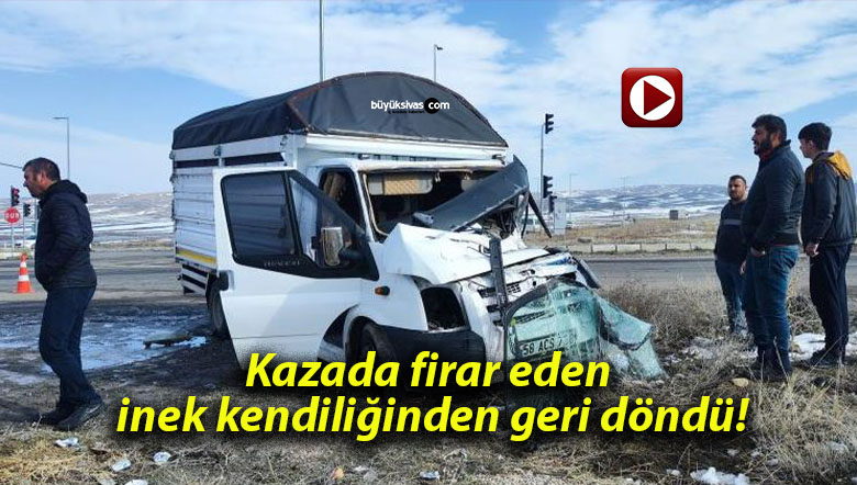 Kazada firar eden inek kendiliğinden geri döndü!
