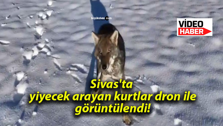 Sivas’ta yiyecek arayan kurtlar dron ile görüntülendi!