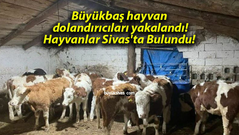 Büyükbaş hayvan dolandırıcıları yakalandı! Hayvanlar Sivas’ta Bulundu!