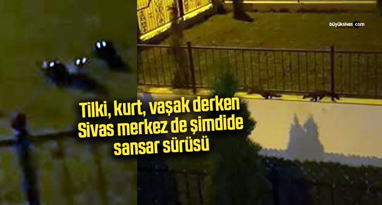 Sivas’ta Eğri Köprü Mahallesinde Sansar Sürüsü Görüntülendi