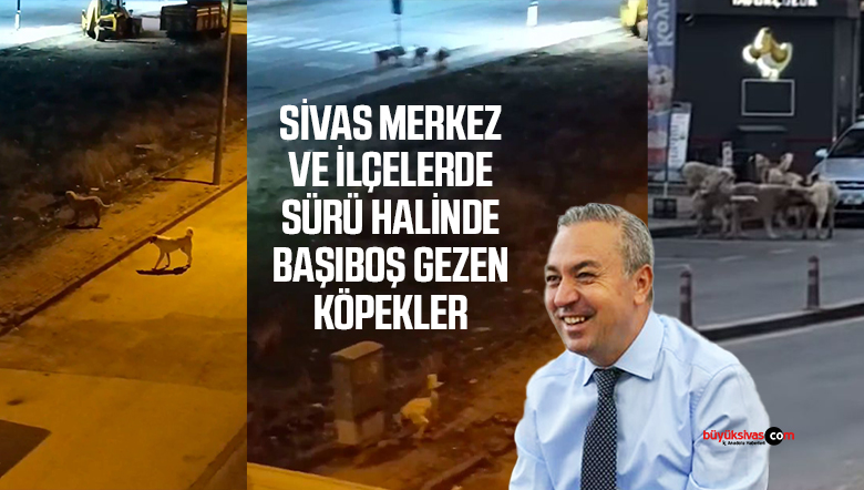 Sokak Köpekleri Sorunu Vatandaşları Tedirgin Ediyor