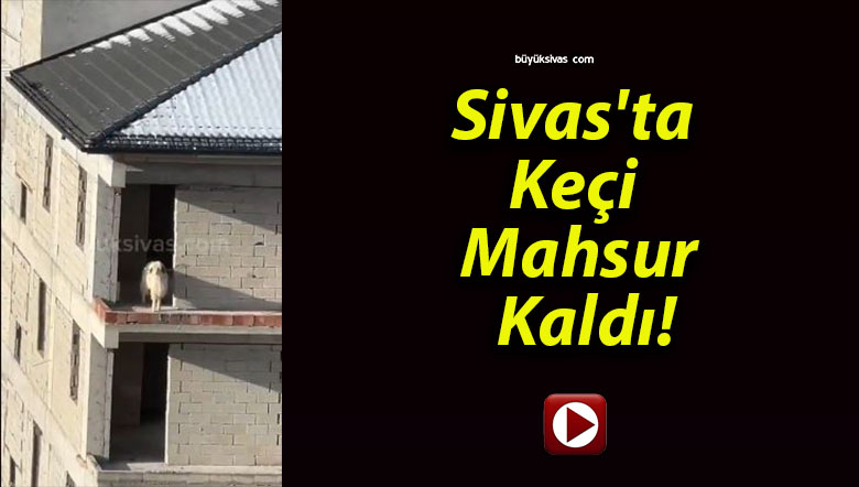 Sivas’ta Keçi Mahsur Kaldı!