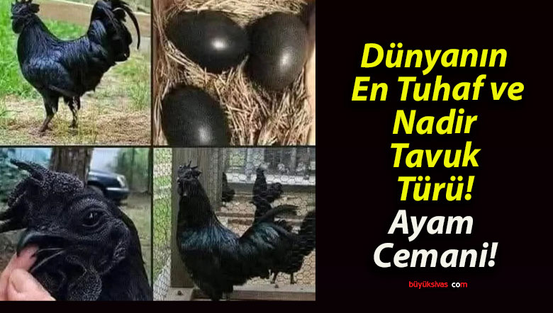 Dünyanın En Tuhaf ve Nadir Tavuk Türü! Ayam Cemani!