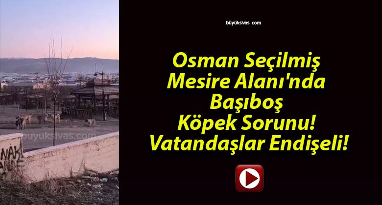 Osman Seçilmiş Mesire Alanı’nda Başıboş Köpek Sorunu! Vatandaşlar Endişeli!