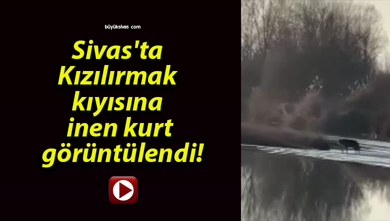 Sivas’ta Kızılırmak kıyısına inen kurt görüntülendi!