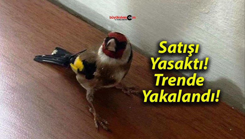 kalandısa