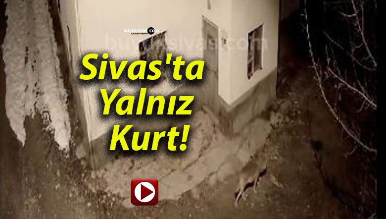 Sivas’ta Yalnız Kurt!