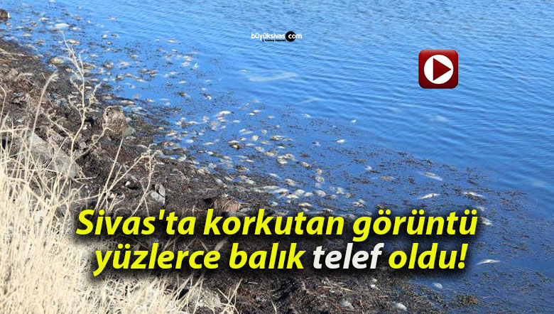 Sivas’ta korkutan görüntü yüzlerce balık telef oldu!