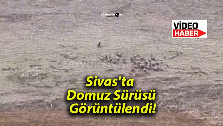 Sivas’ta Domuz Sürüsü Görüntülendi!