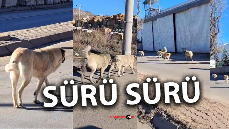 Organize Sanayi Bölgesinde Sokak Köpekleri Korkutuyor