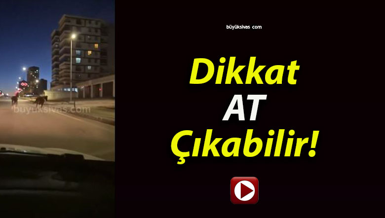 Şeyh Şamil Mahallesinde Yolda Koşan Başıboş Atlar Şaşırttı!