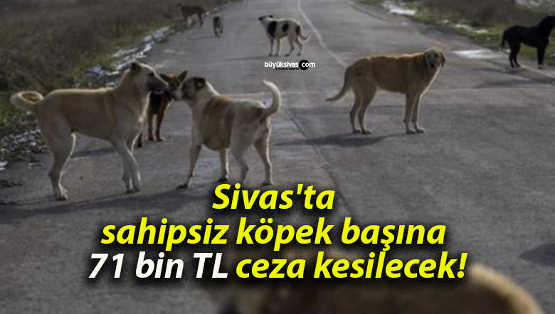 Sivas’ta sahipsiz köpek başına 71 bin TL ceza kesilecek!