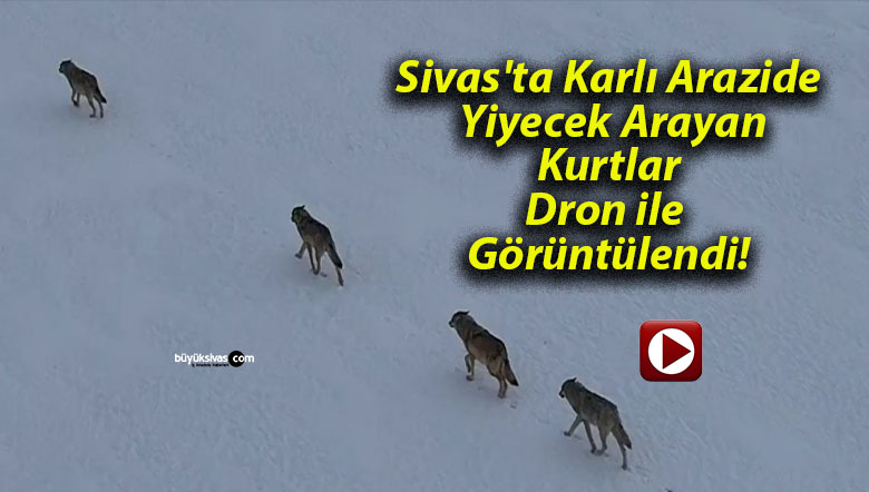 Sivas’ta Karlı Arazide Yiyecek Arayan Kurtlar Dron ile Görüntülendi!
