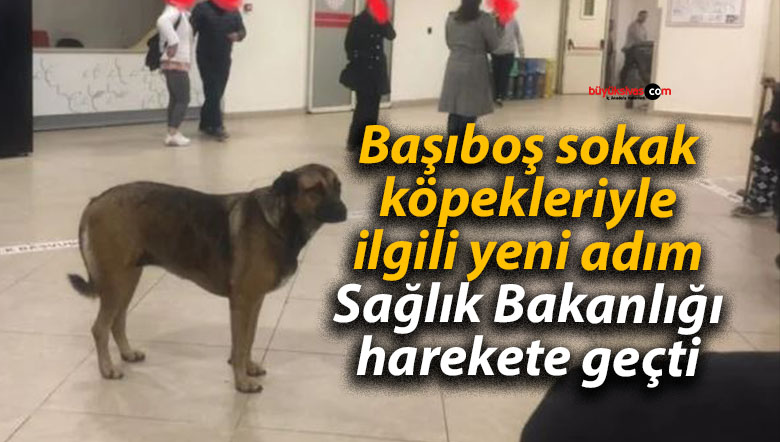 köpek