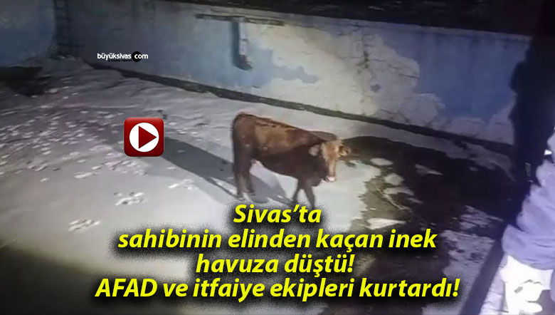 Sivas’ta sahibinin elinden kaçan inek havuza düştü! AFAD ve itfaiye ekipleri kurtardı!