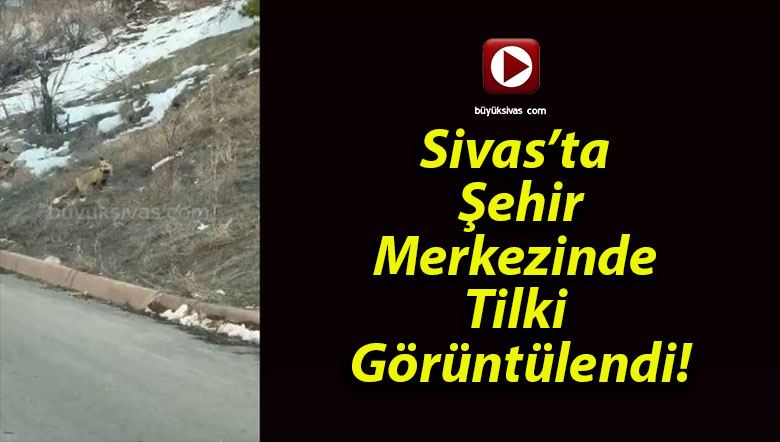 Sivas’ta Şehir Merkezinde Tilki Görüntülendi!