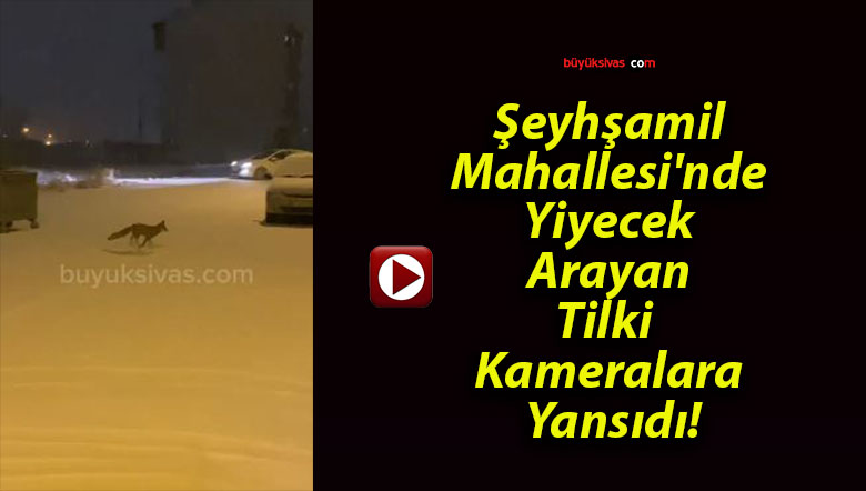 Şeyhşamil Mahallesi’nde Yiyecek Arayan Tilki Kameralara Yansıdı!