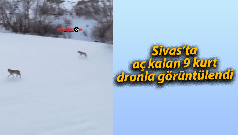 Sivas’ta aç kalan 9 kurt, dronla görüntülendi
