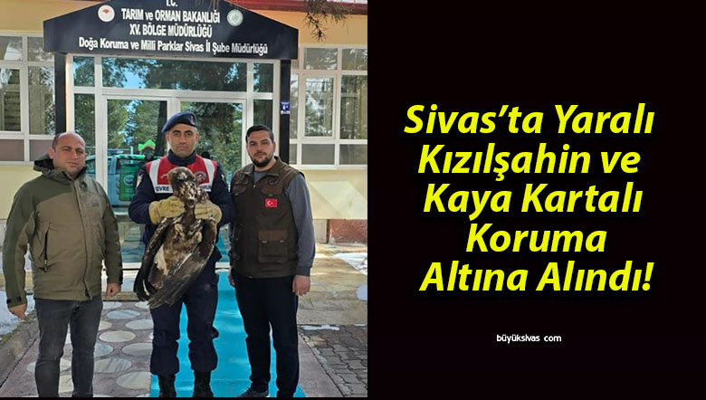 Sivas’ta Yaralı Kızılşahin ve Kaya Kartalı Koruma Altına Alındı!