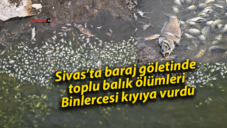 Sivas’ta baraj göletinde toplu balık ölümleri: Binlercesi kıyıya vurdu
