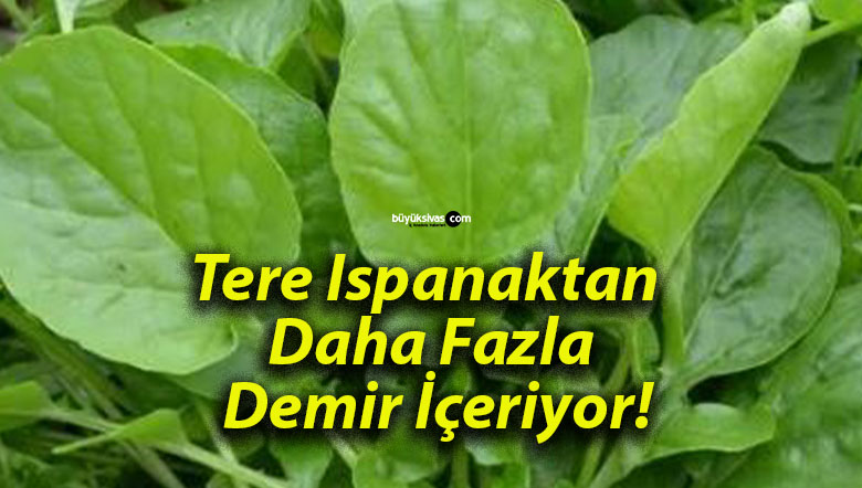 Tere Ispanaktan Daha Fazla Demir İçeriyor!