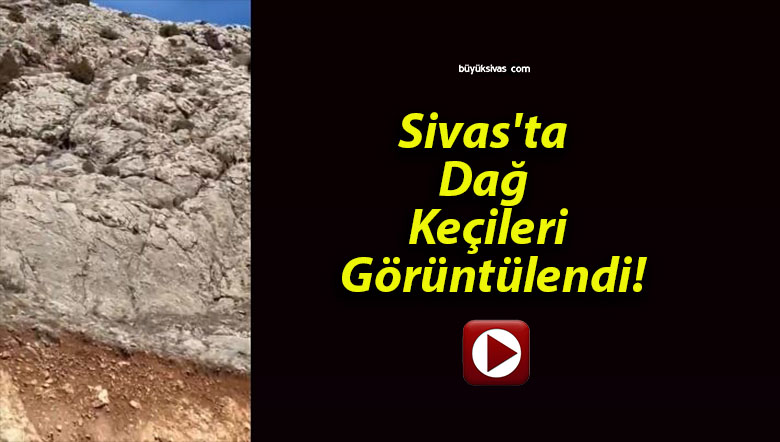 Sivas’ta Dağ Keçileri Görüntülendi!