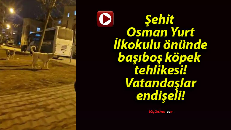 Şehit Osman Yurt İlkokulu önünde başıboş köpek tehlikesi! Vatandaşlar endişeli!