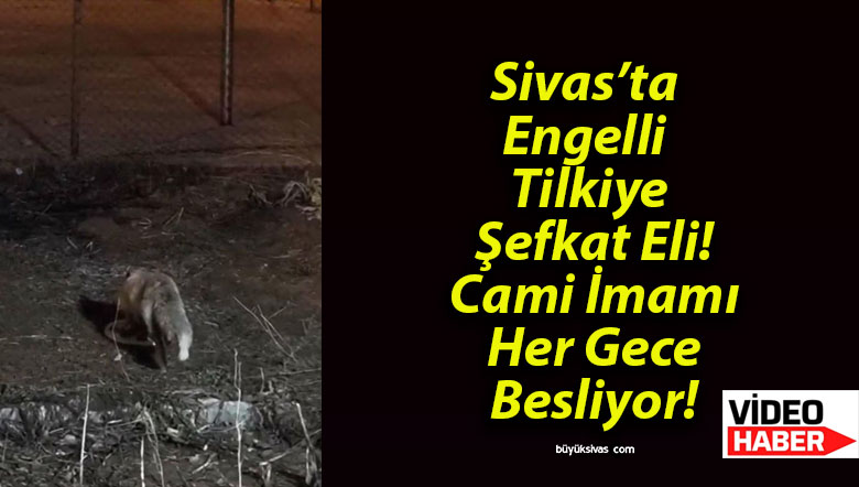 Sivas’ta Engelli Tilkiye Şefkat Eli! Cami İmamı Her Gece Besliyor!