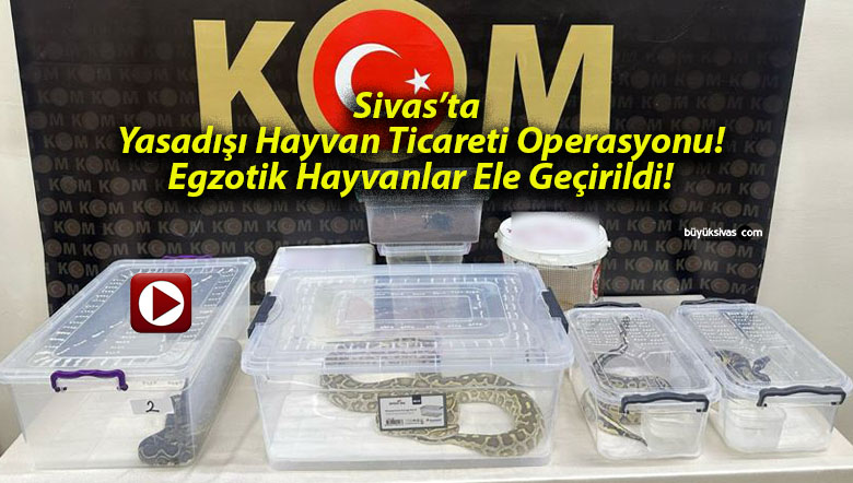 Sivas’ta Yasadışı Hayvan Ticareti Operasyonu! Egzotik Hayvanlar Ele Geçirildi!