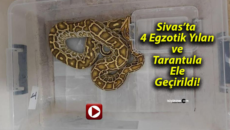 Sivas’ta 4 Egzotik Yılan ve Tarantula Ele Geçirildi!